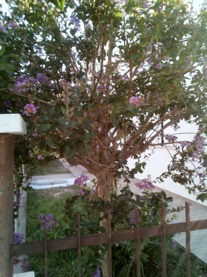 The Judas Trees Mestre Exteriör bild